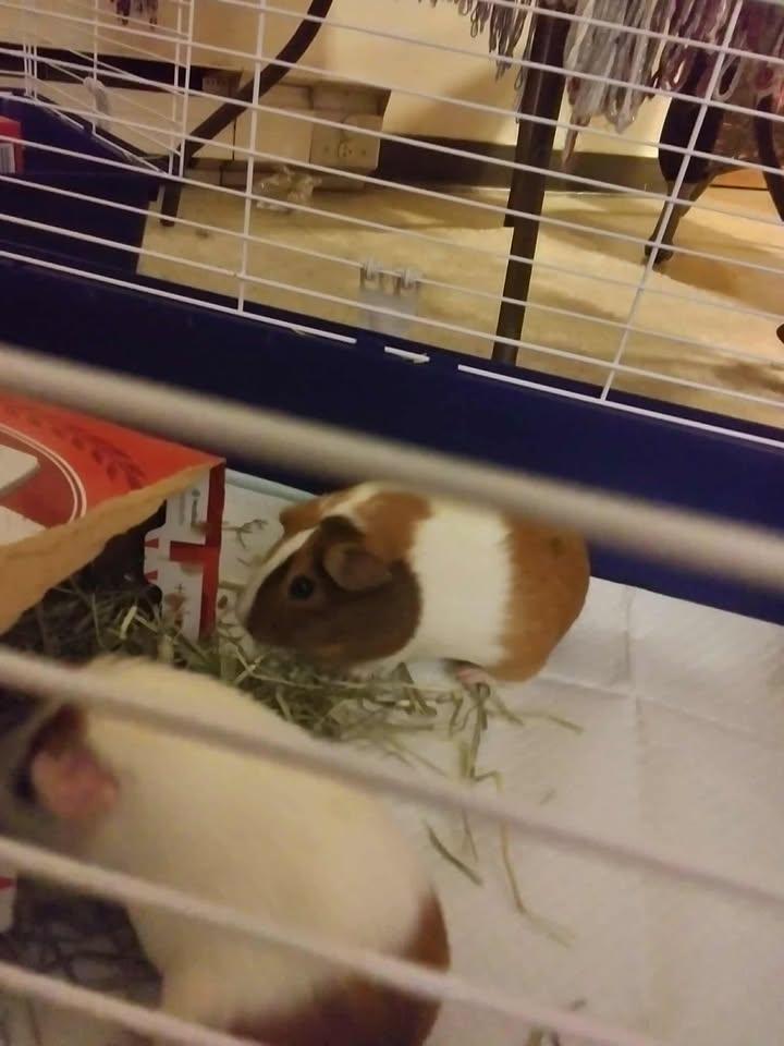 Chocolate & Carmel, Adopted, Young Female Guinea Pig.