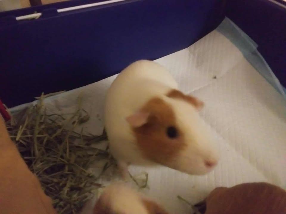Chocolate & Carmel, a Adopted Guinea Pig in LAKE ARIEL, PA image 2/3