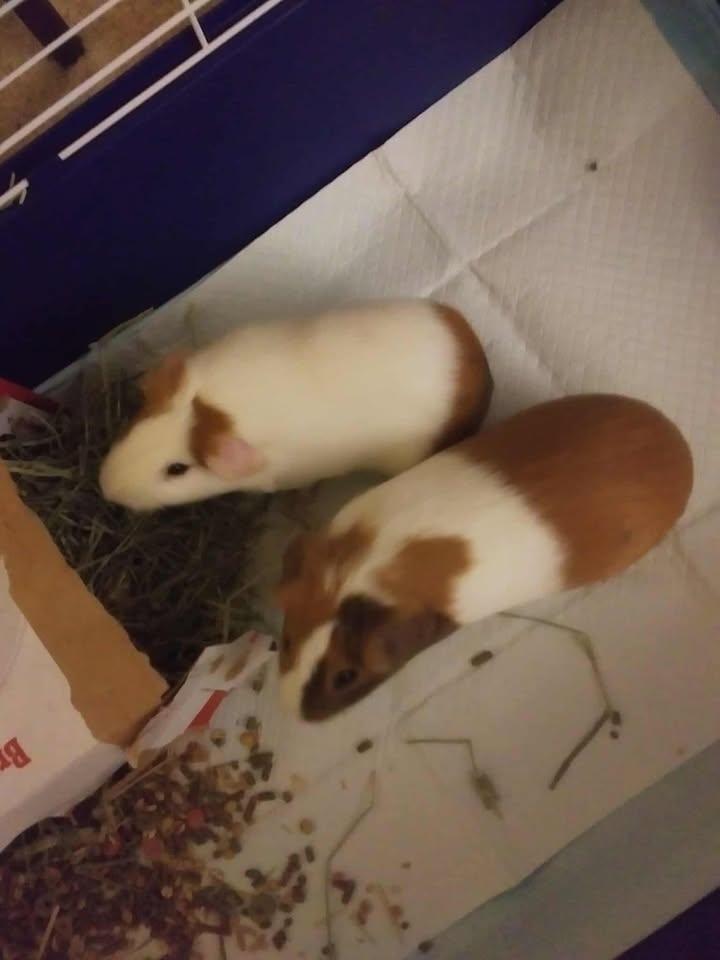 Chocolate & Carmel, a Adopted Guinea Pig in LAKE ARIEL, PA image 3/3