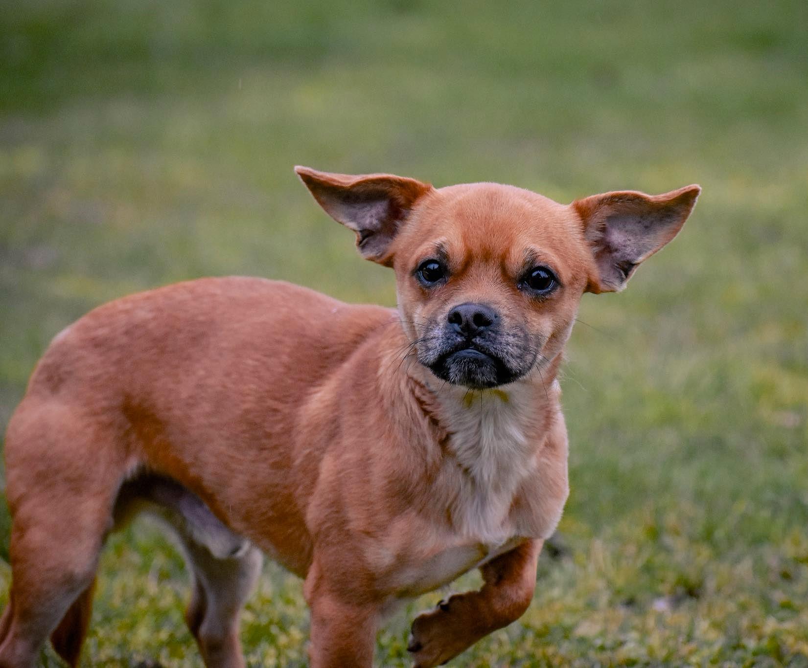 Hercules, a ADOPTABLE mixed breed in Vancouver, WA image 3/3