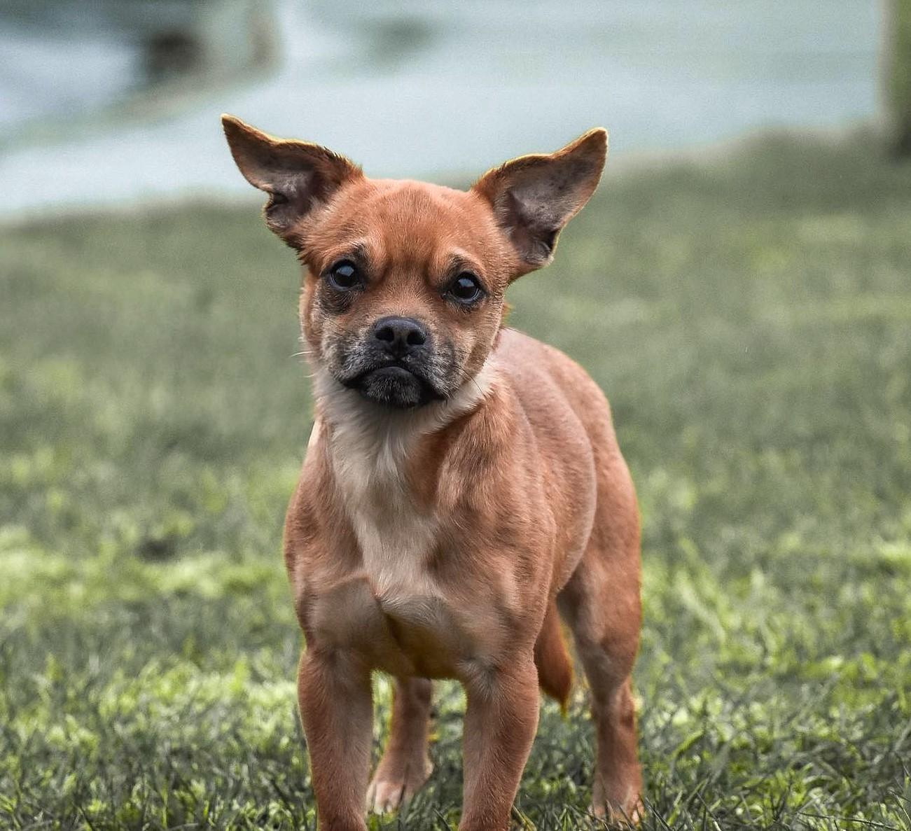 Hercules, a ADOPTABLE mixed breed in Vancouver, WA image 1/3
