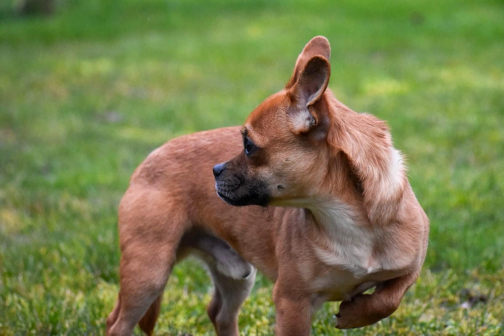 Hercules, a ADOPTABLE mixed breed in Vancouver, WA image 2/3