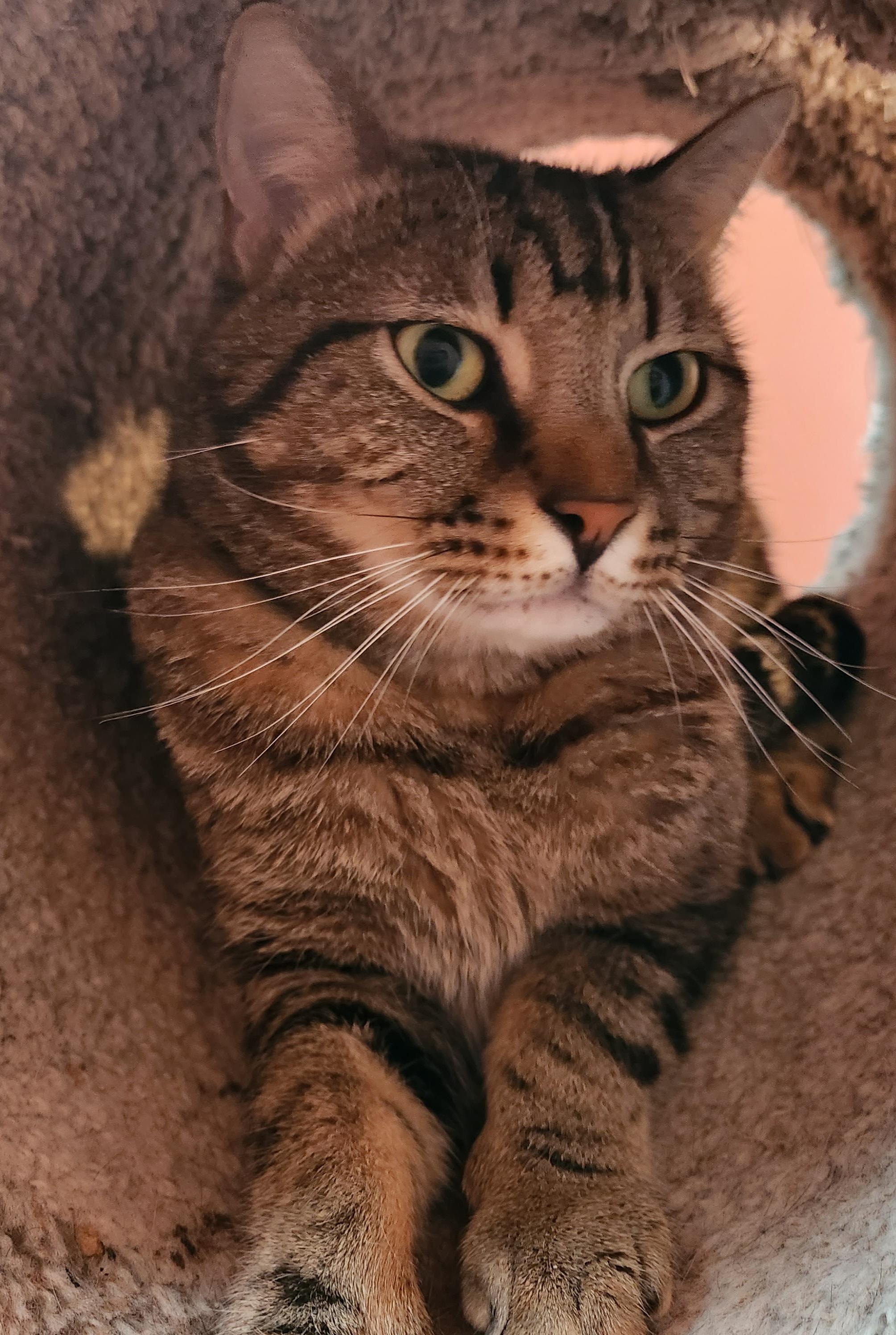Bao, a Adoptable Tabby in Duluth, GA image 4/5