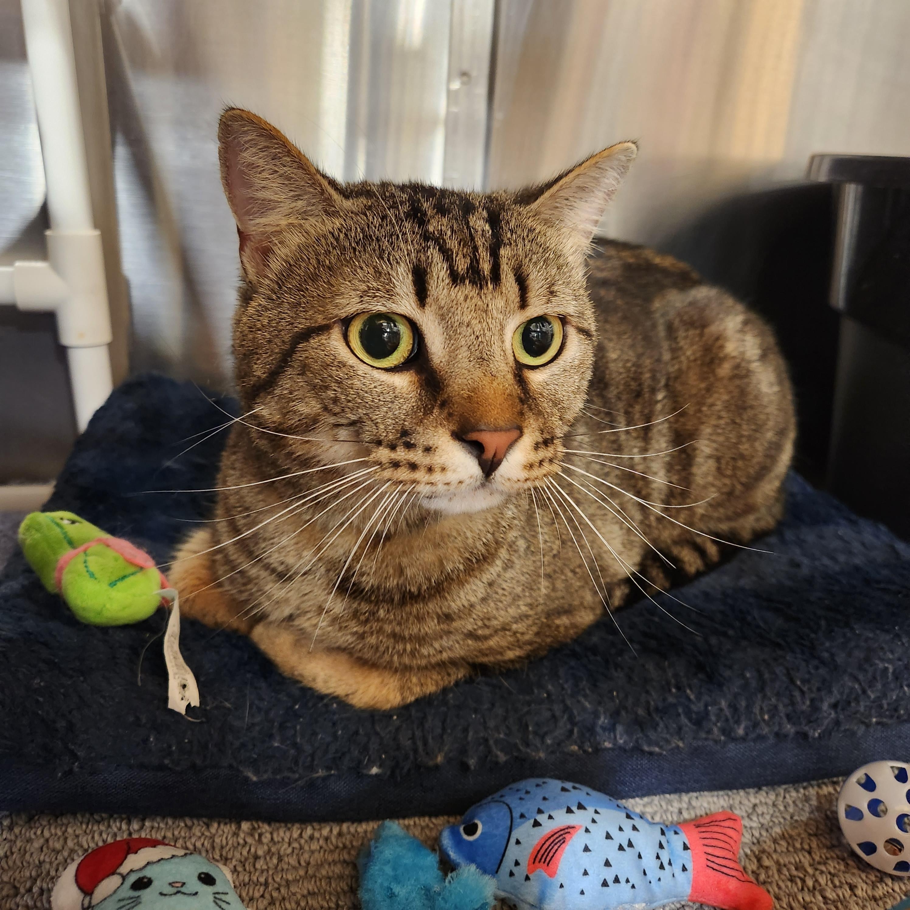 Bao, a Adoptable Tabby in Duluth, GA image 3/5