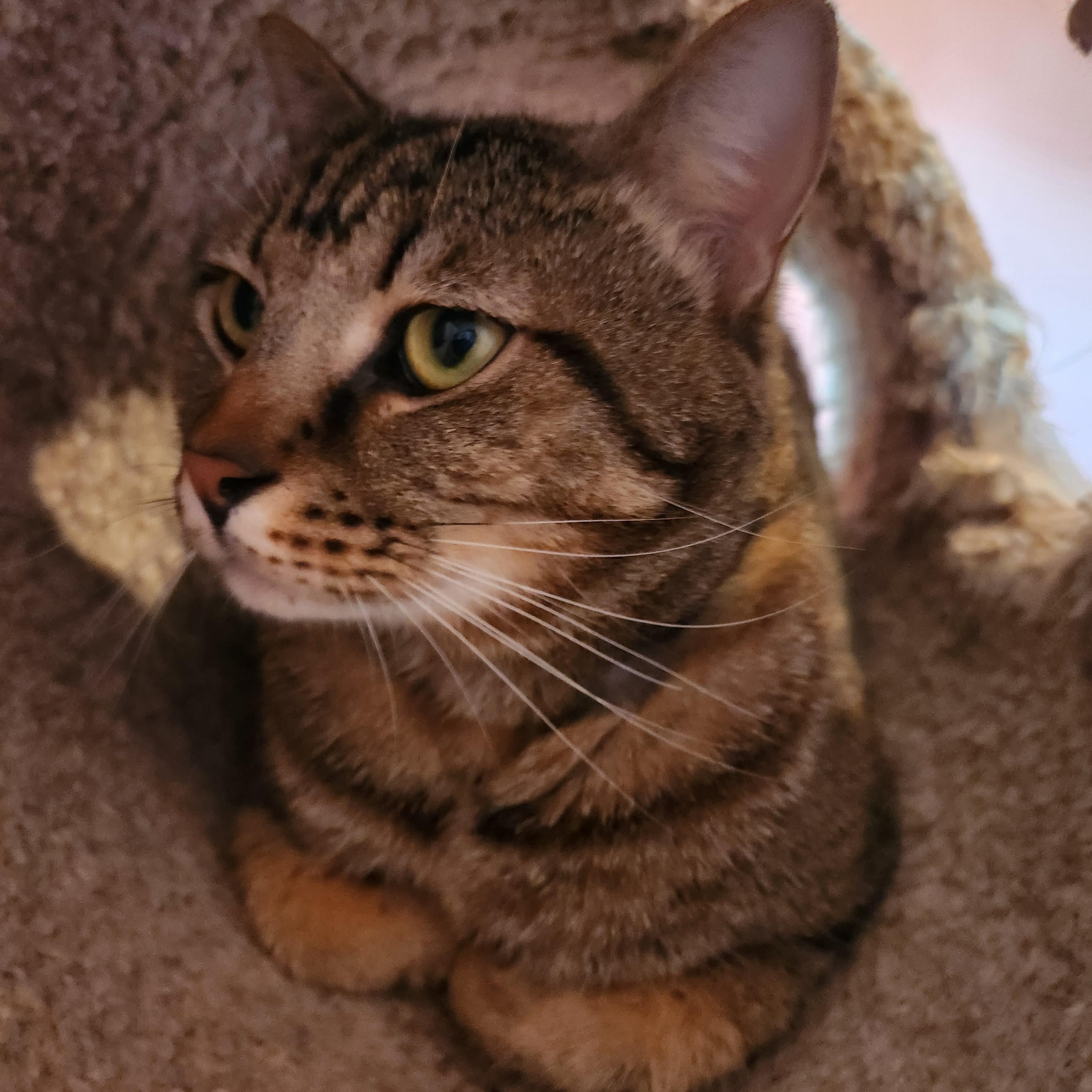 Bao, a Adoptable Tabby in Duluth, GA image 5/5