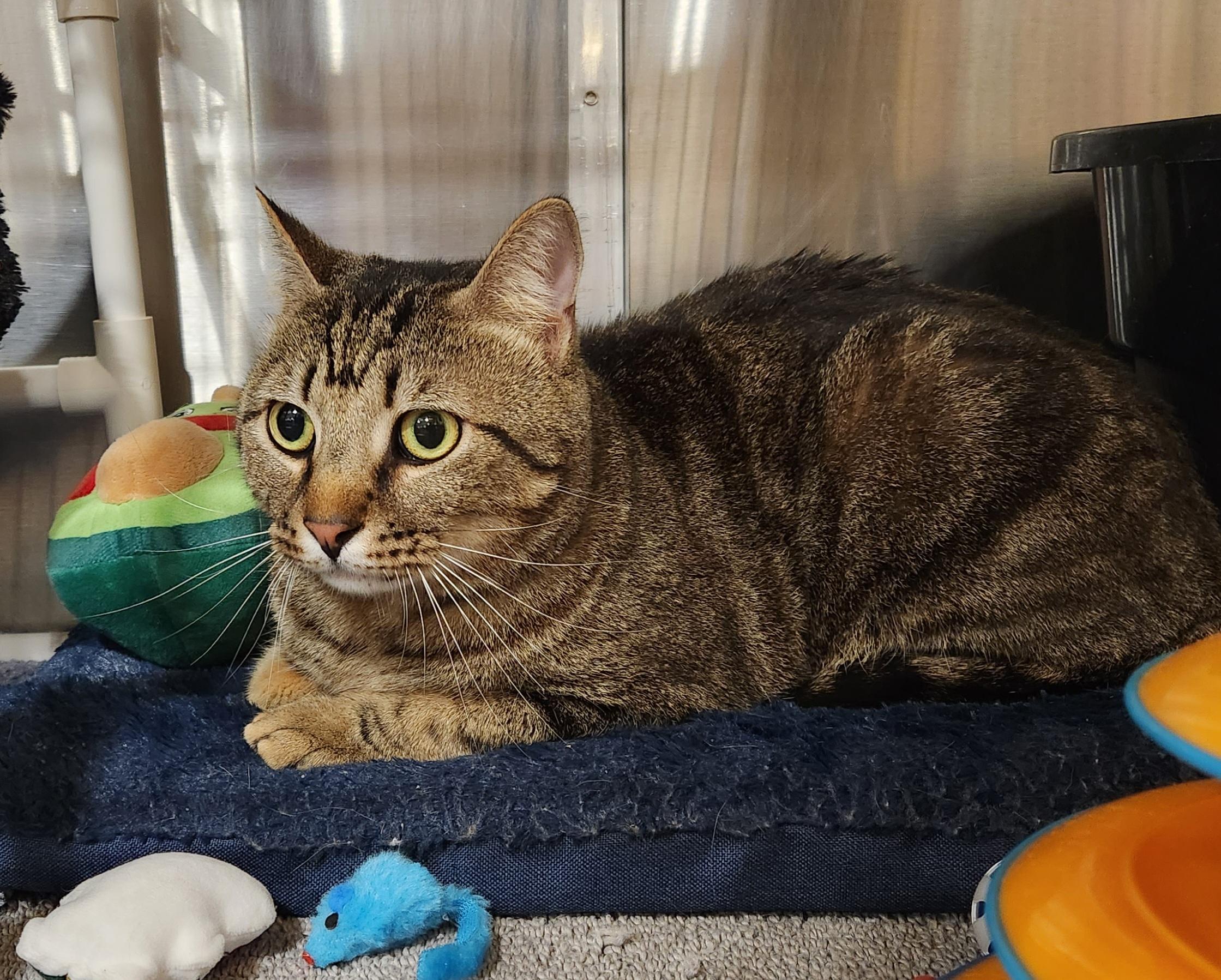 Bao, a Adoptable Tabby in Duluth, GA image 1/5