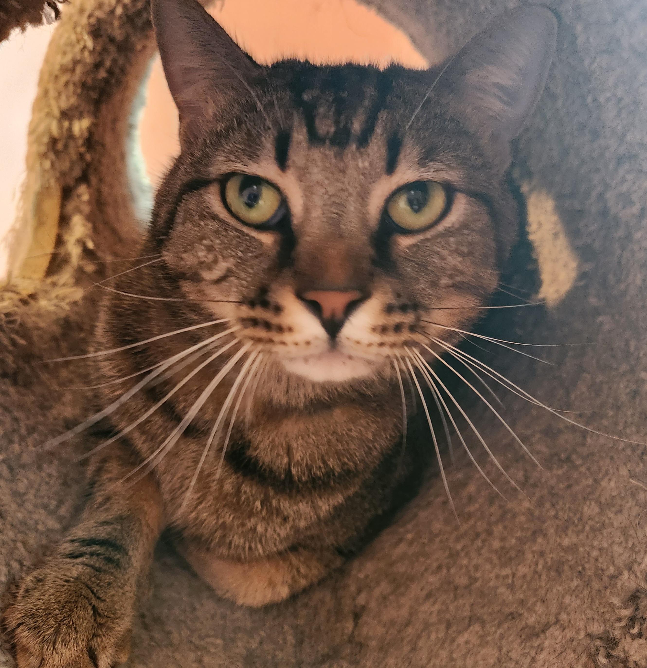 Bao, a Adoptable Tabby in Duluth, GA image 2/5