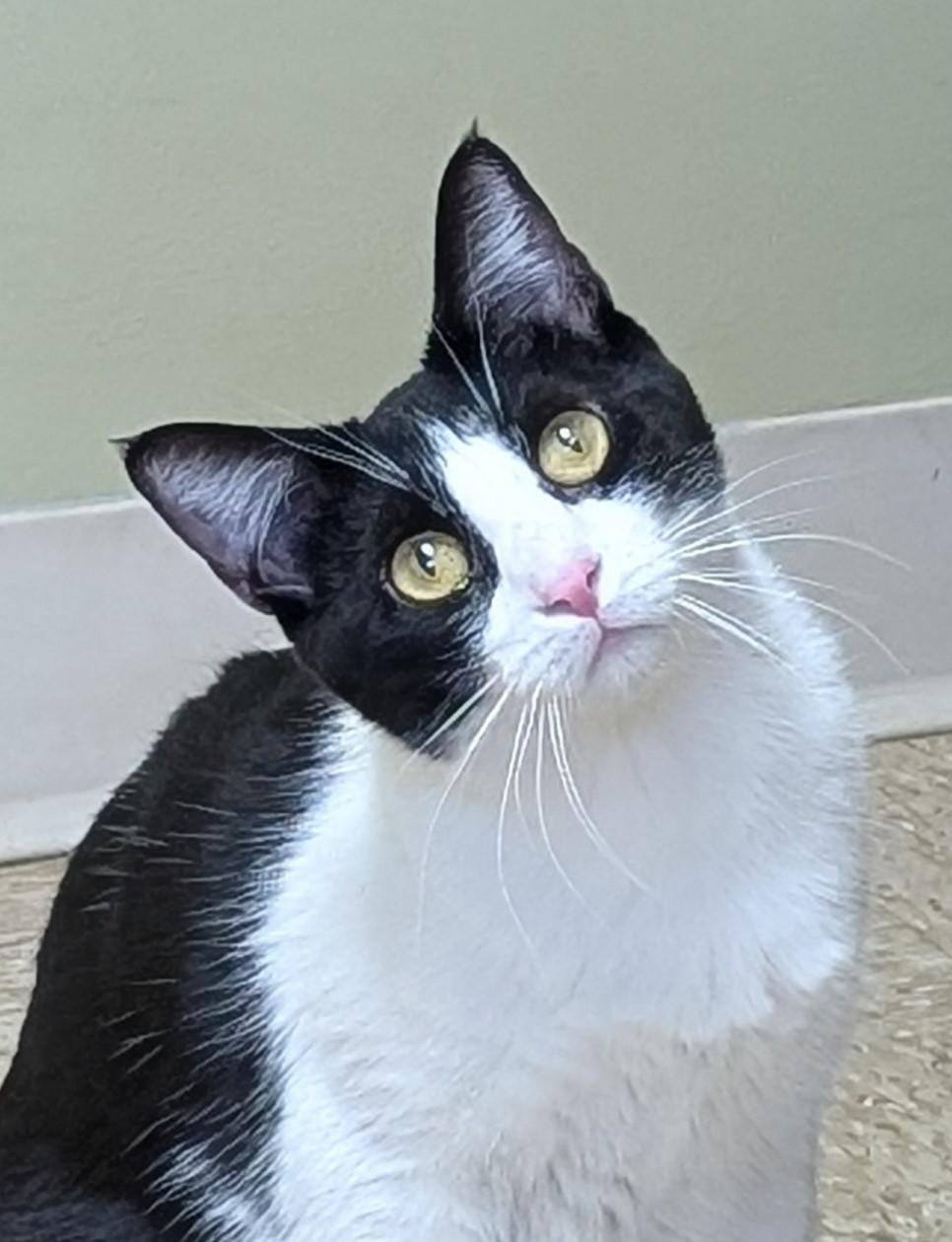 Dorey, Adoptable, Adult Female Domestic Short Hair.