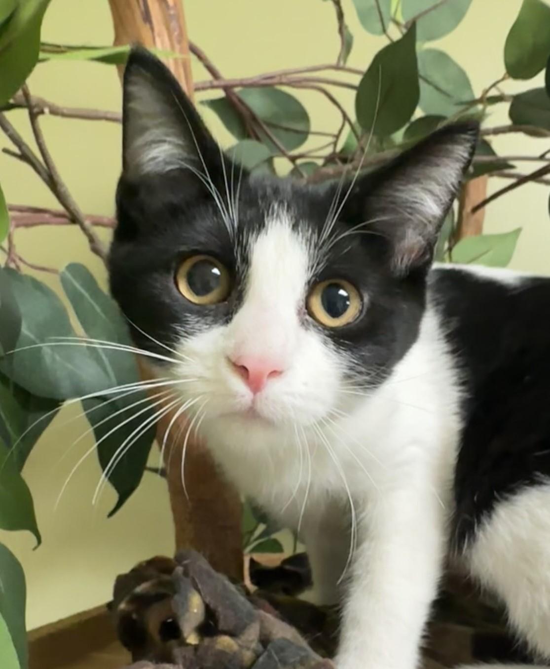 Dorey, a Adoptable Domestic Short Hair in Hastings, NE image 1/3