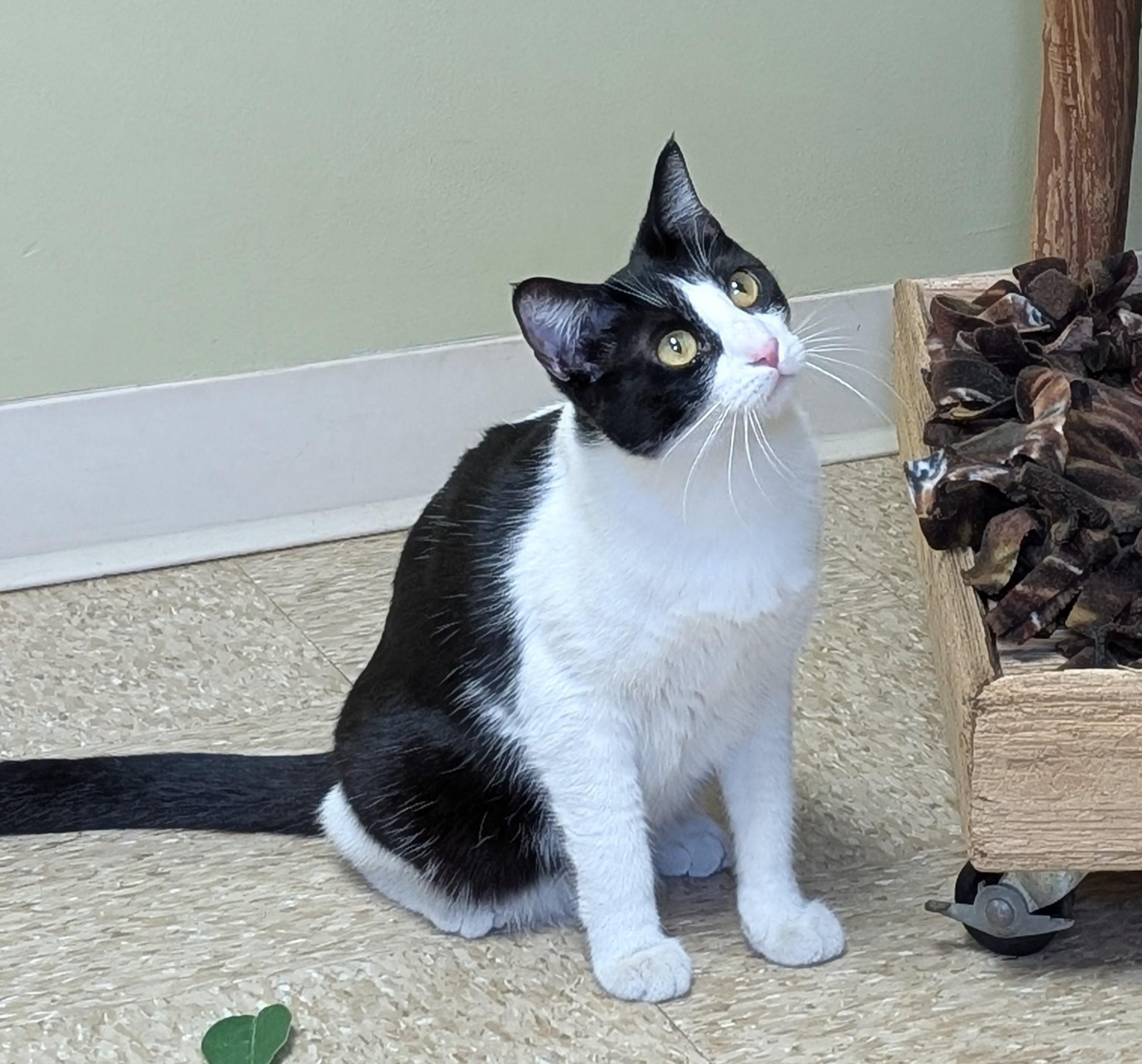 Enlarge Dorey, a Adoptable Domestic Short Hair in Hastings, NE image 3/5