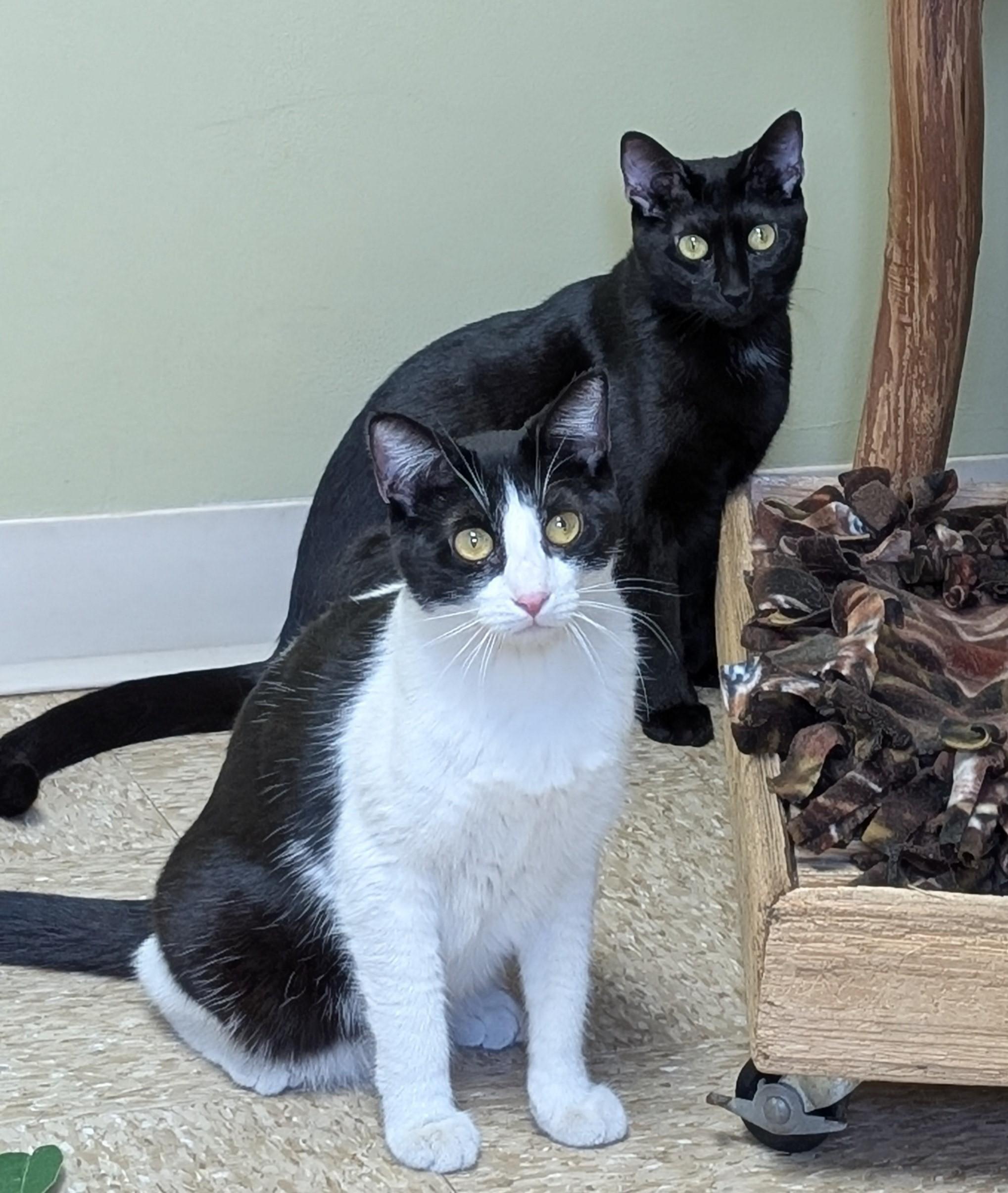 Enlarge Dorey, a Adoptable Domestic Short Hair in Hastings, NE image 4/5