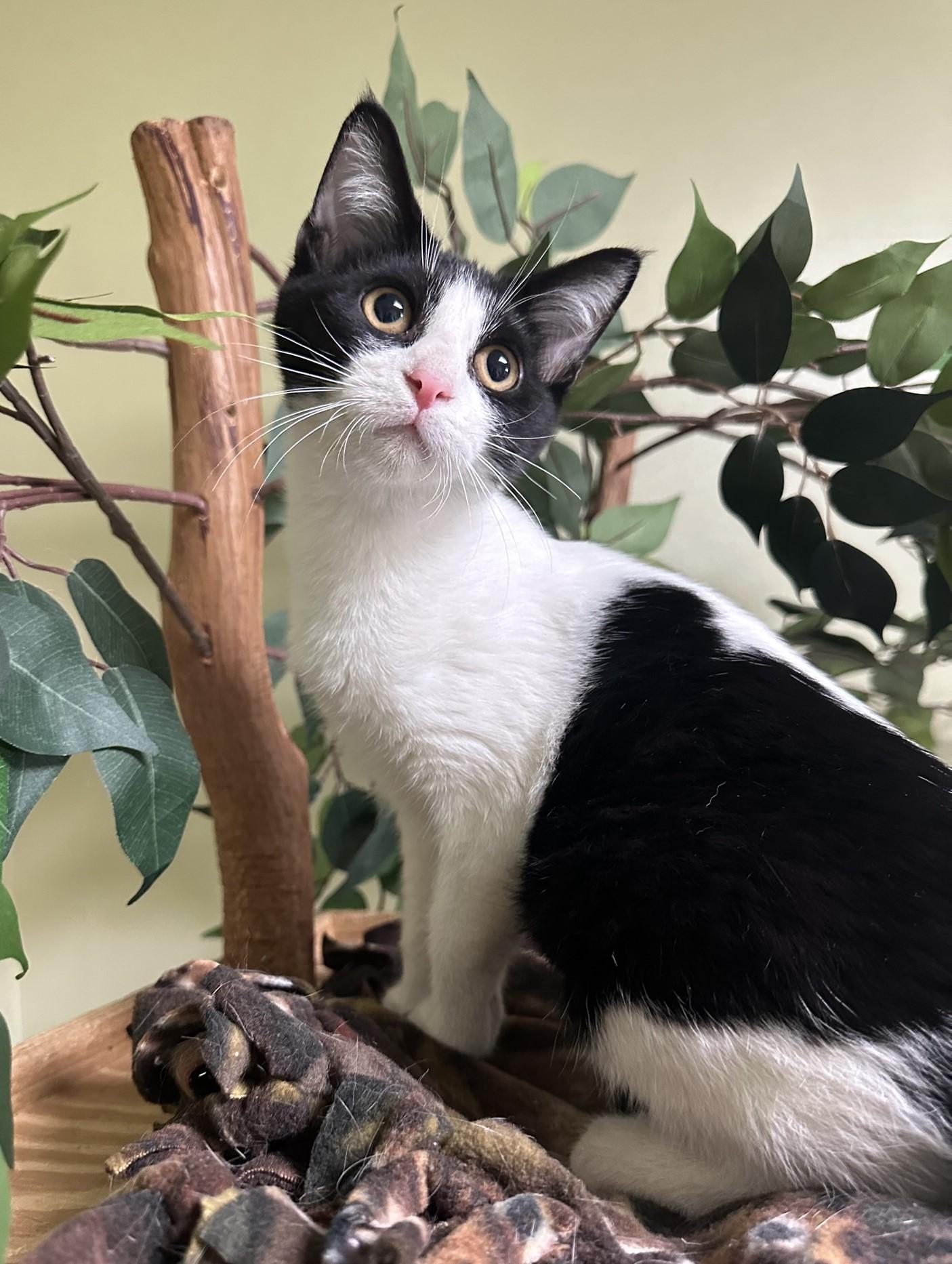 Dorey, a Adoptable Domestic Short Hair in Hastings, NE image 2/3