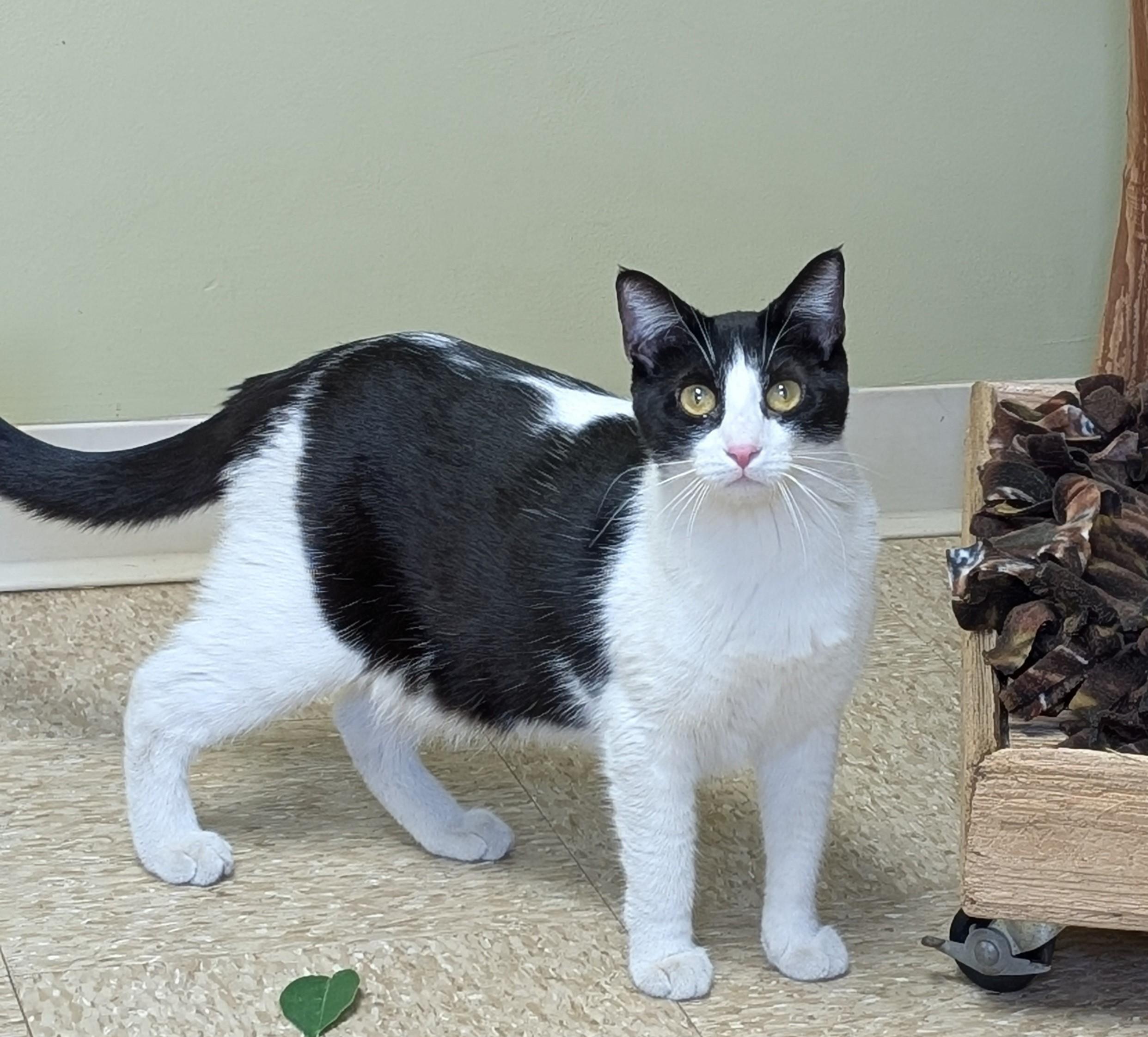 Enlarge Dorey, a Adoptable Domestic Short Hair in Hastings, NE image 2/5