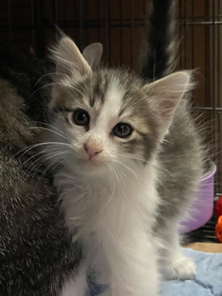 Ernie, Adoptable, Kitten Male Domestic Long Hair.