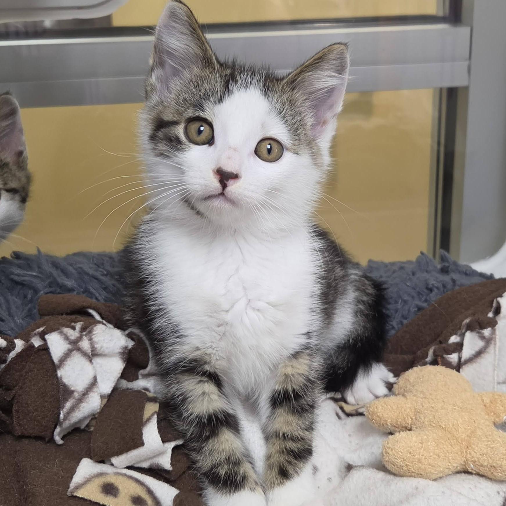 Enlarge Cinnie Mini, an adopted Domestic Short Hair in Marshfield, WI image 4/5