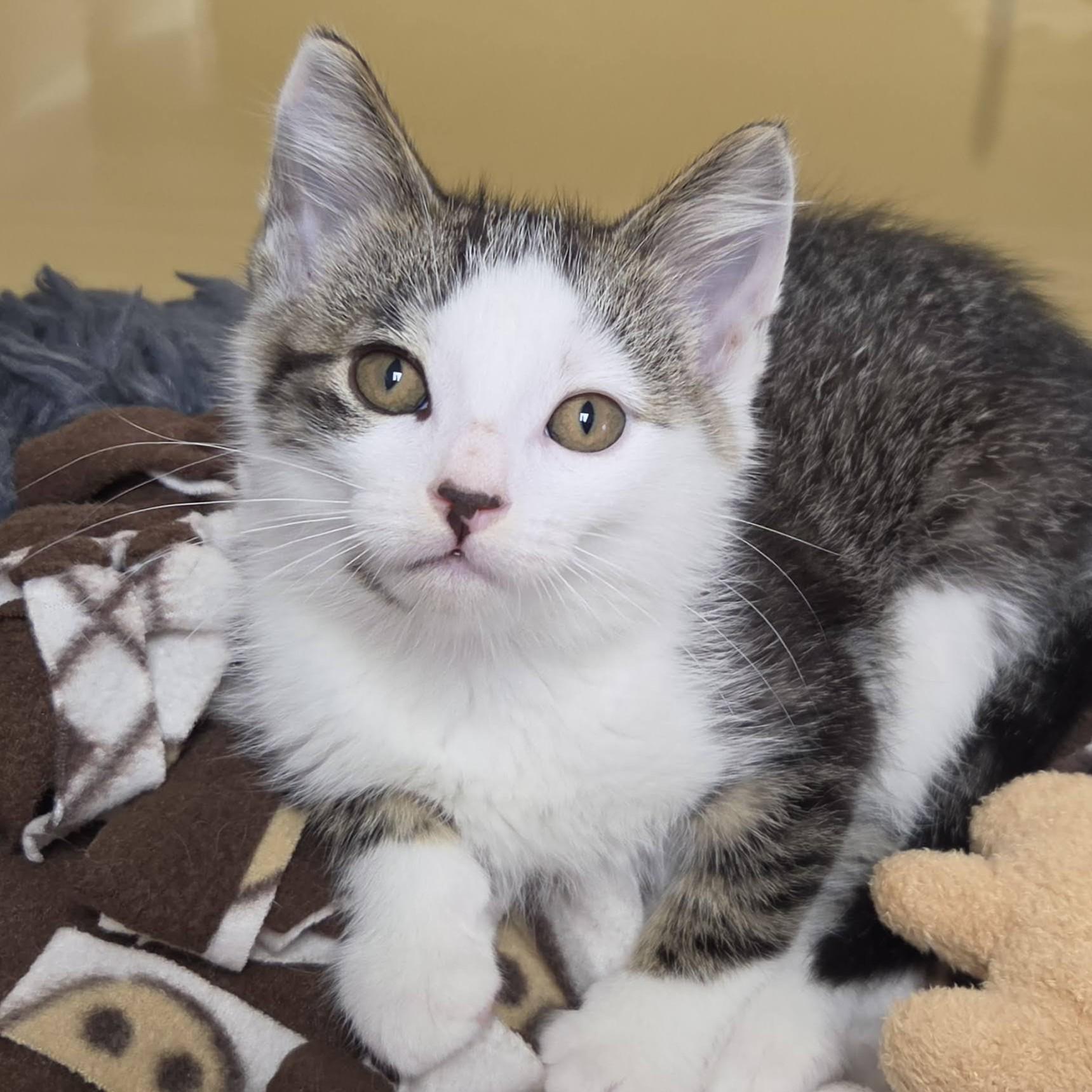 Cinnie Mini, adopted, Kitten Male Domestic Short Hair.