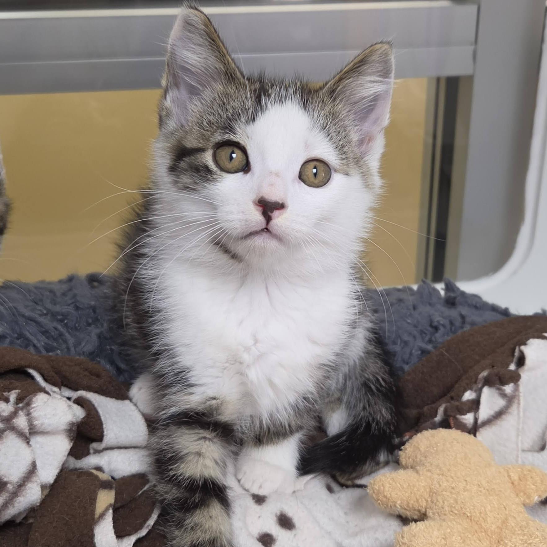 Enlarge Cinnie Mini, an adopted Domestic Short Hair in Marshfield, WI image 2/5