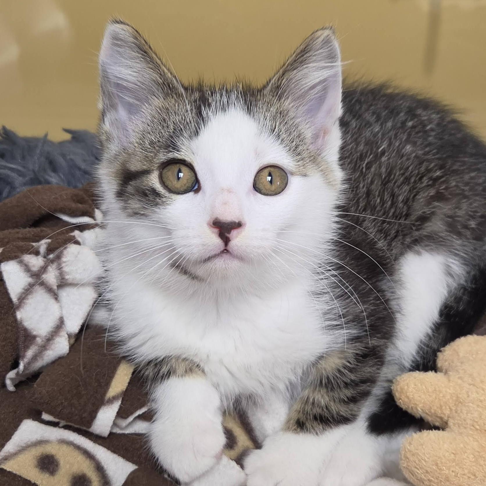 Enlarge Cinnie Mini, an adopted Domestic Short Hair in Marshfield, WI image 3/5