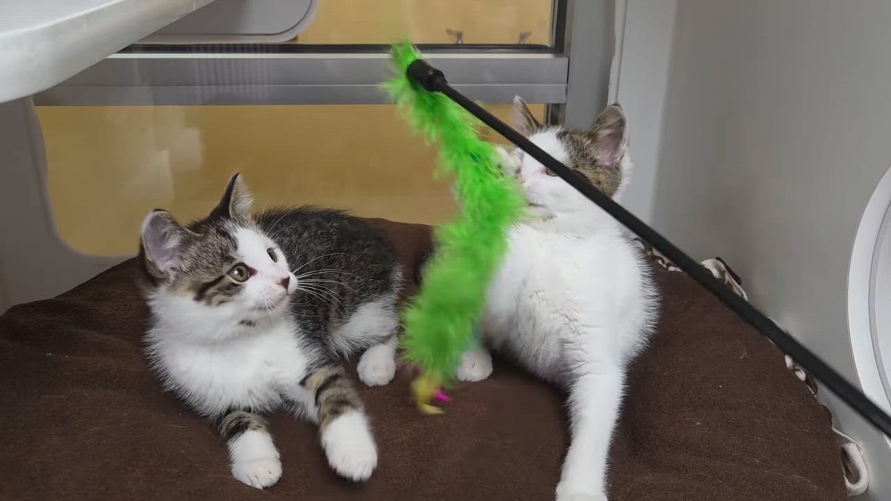 Enlarge Cinnie Mini, an adopted Domestic Short Hair in Marshfield, WI video 5/5