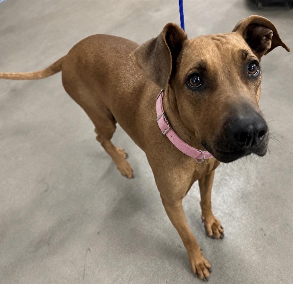 Mitzi Jean, Adoptable, Adult Female Rhodesian Ridgeback & Mixed Breed.