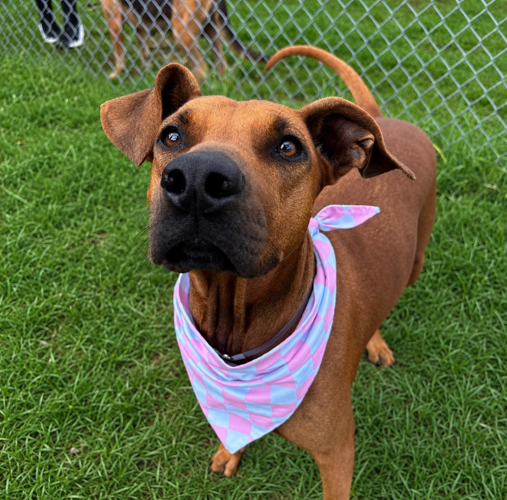 Enlarge Mitzi Jean, a Adoptable mixed breed in Saugus, MA image 2/6
