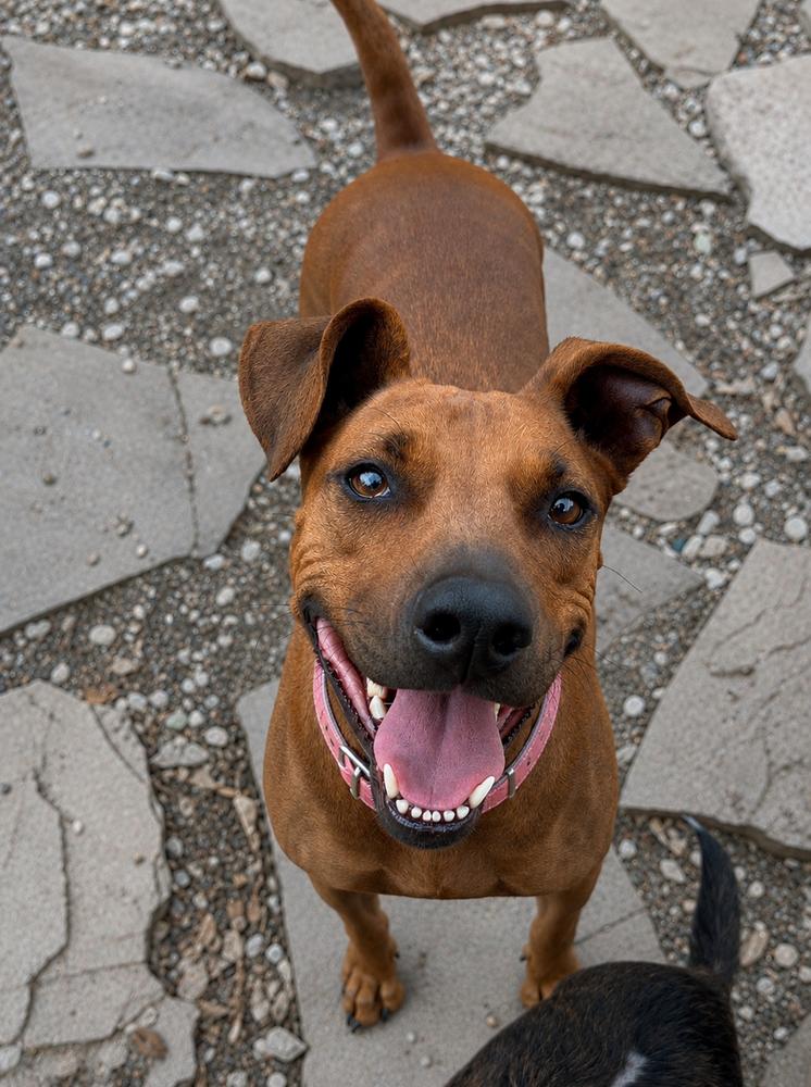 Enlarge Mitzi Jean, a Adoptable mixed breed in Saugus, MA image 3/6