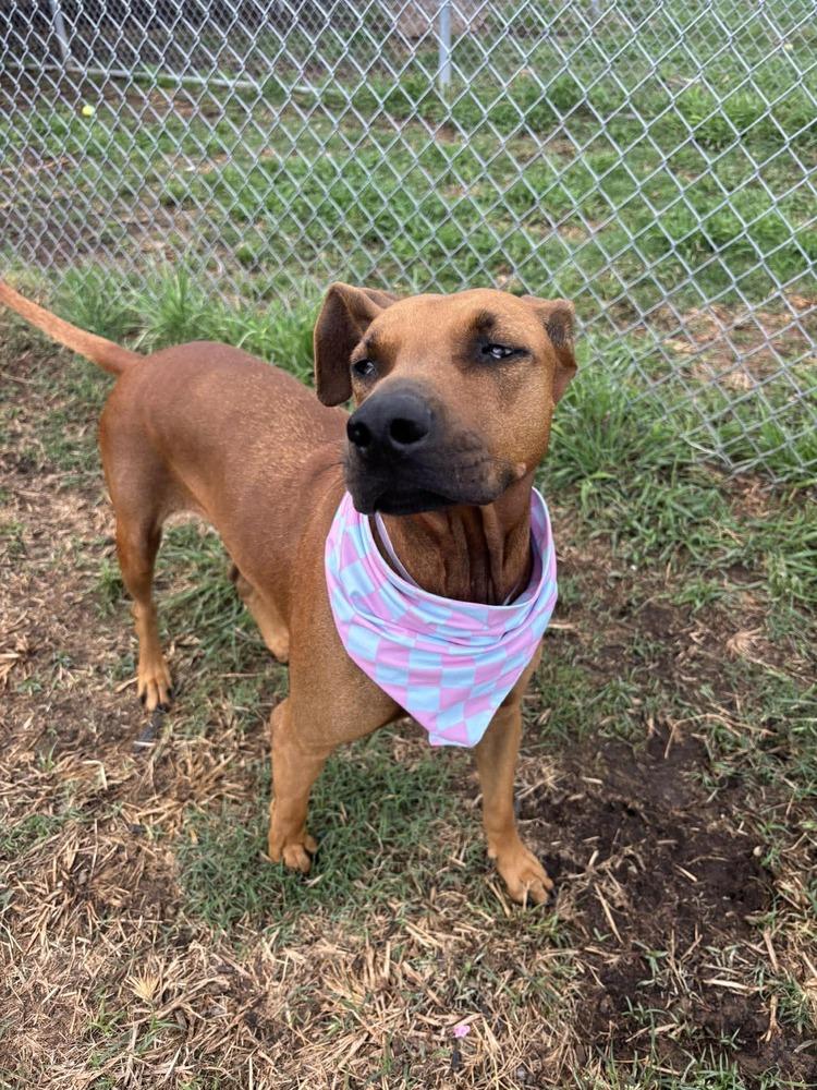 Enlarge Mitzi Jean, a Adoptable mixed breed in Saugus, MA image 4/6