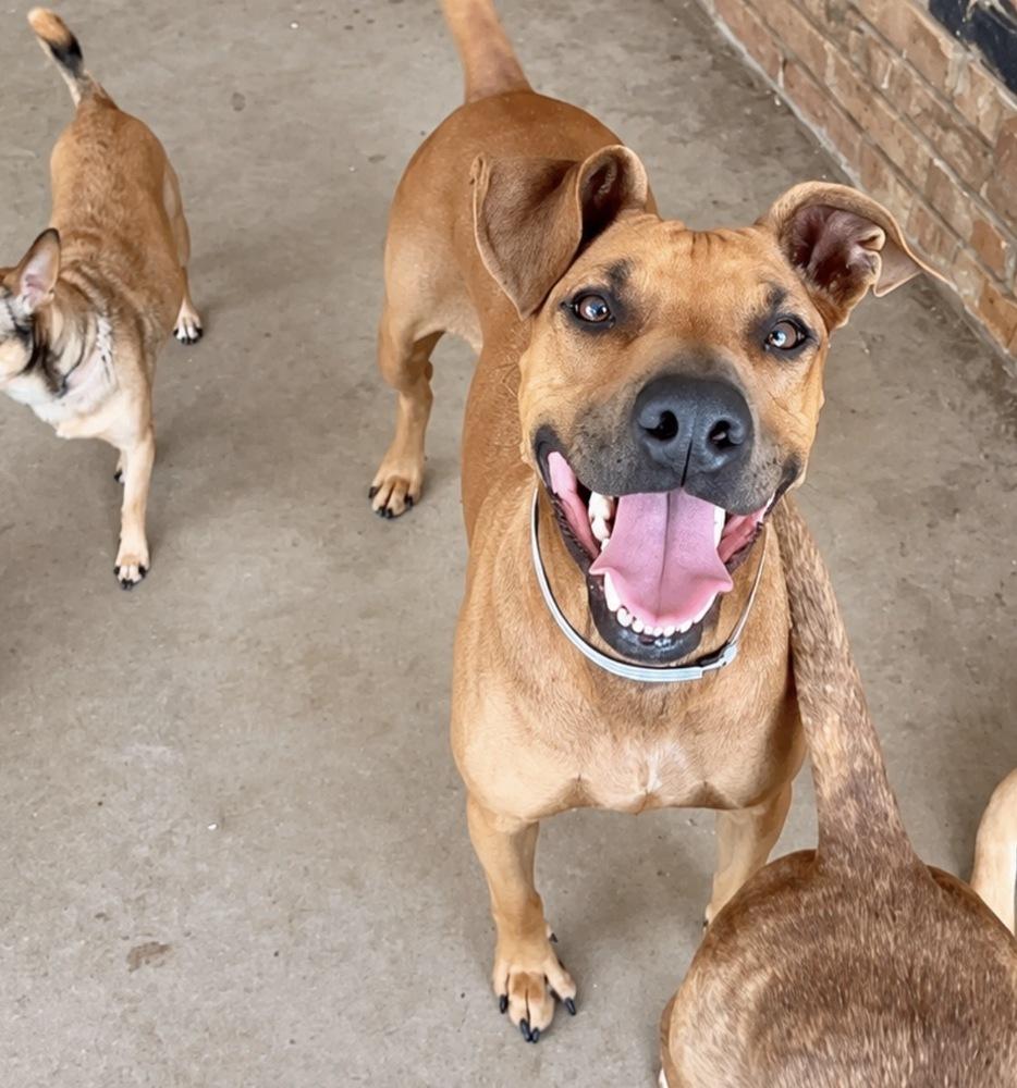 Enlarge Mitzi Jean, a Adoptable mixed breed in Saugus, MA image 6/6