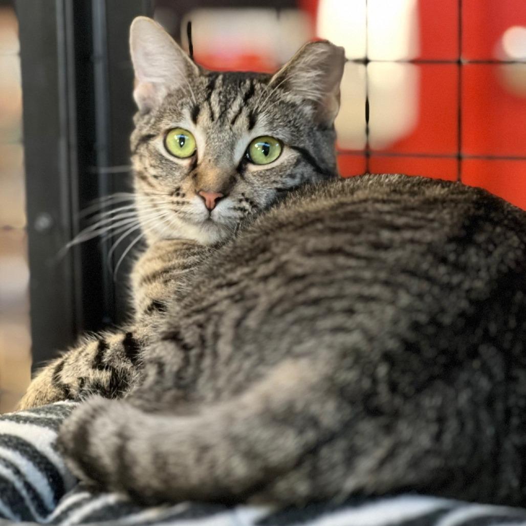 Enlarge P 29 (Daphne), a Adoptable Domestic Short Hair in Sarasota, FL image 1/6