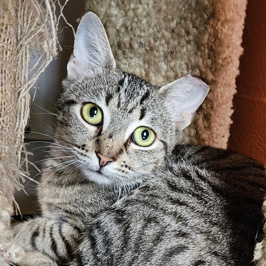 Enlarge P 29 (Daphne), a Adoptable Domestic Short Hair in Sarasota, FL image 2/6