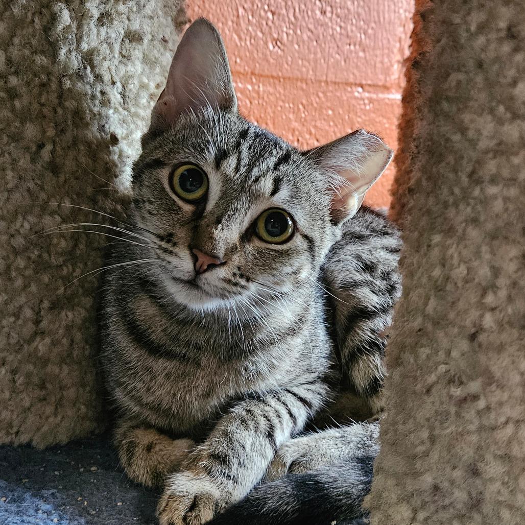 Enlarge P 29 (Daphne), a Adoptable Domestic Short Hair in Sarasota, FL image 3/6