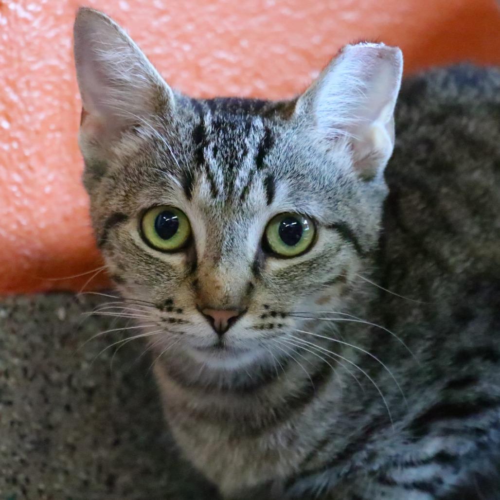 Enlarge P 29 (Daphne), a Adoptable Domestic Short Hair in Sarasota, FL image 4/6