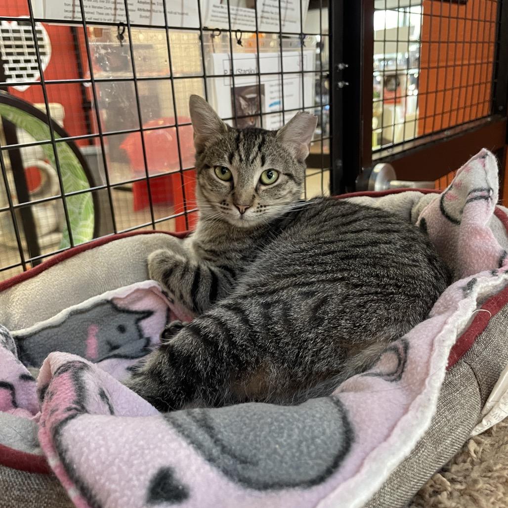 Enlarge P 29 (Daphne), a Adoptable Domestic Short Hair in Sarasota, FL image 5/6