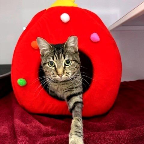 Enlarge P 29 (Daphne), a Adoptable Domestic Short Hair in Sarasota, FL image 6/6