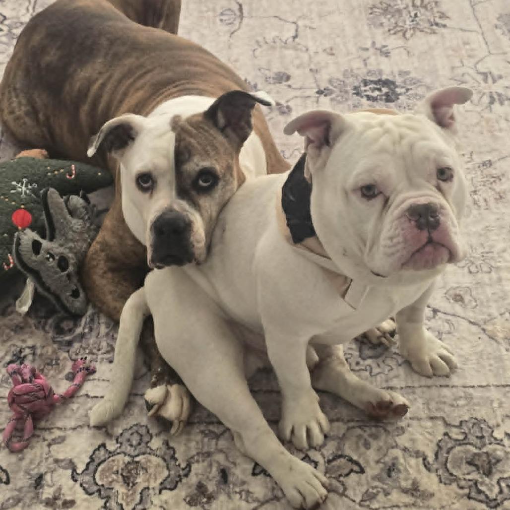 Roko, Adoptable, Adult Male English Bulldog.