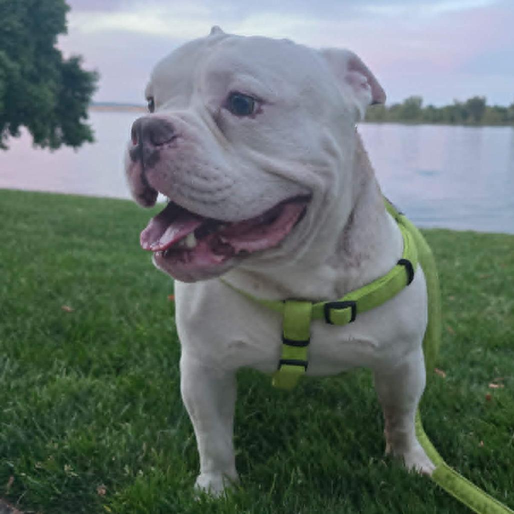 Roko, a Adoptable English Bulldog in Woodinville, WA image 4/6