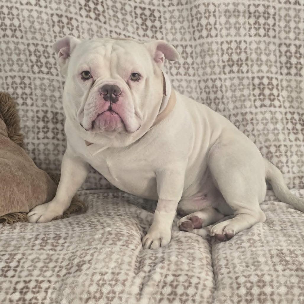 Roko, a Adoptable English Bulldog in Woodinville, WA image 5/6