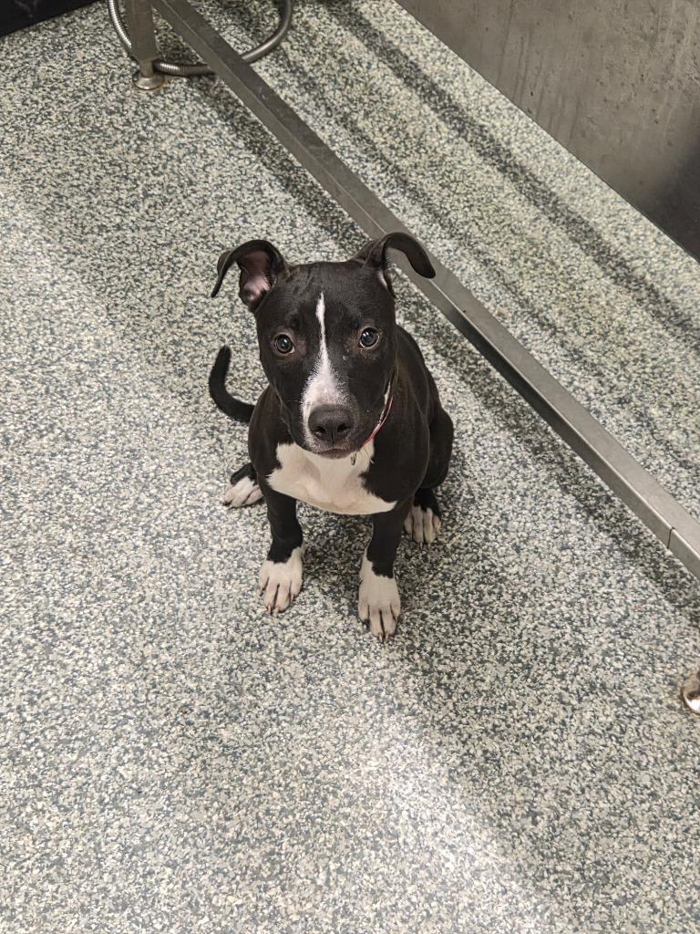 Tizzy, Adoptable, Puppy Female Pit Bull Terrier & Mixed Breed.