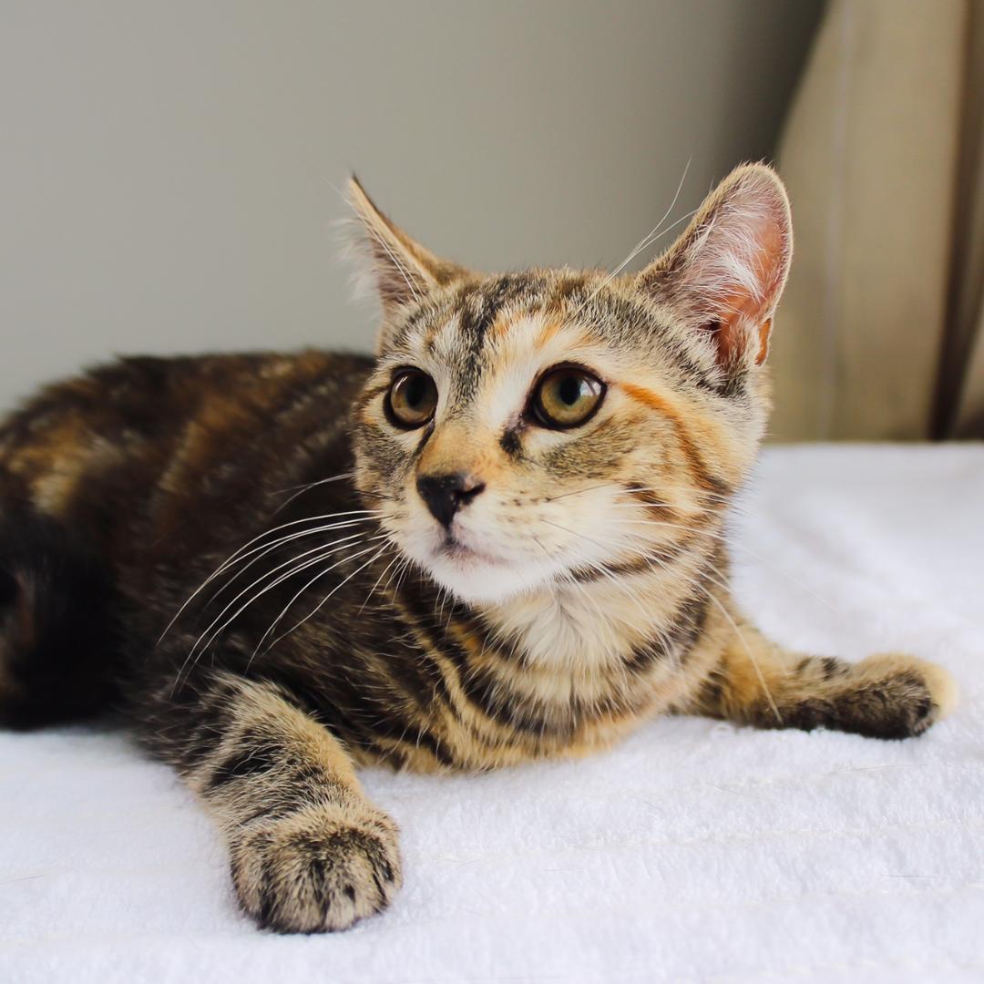 Enlarge Gertie, a Adoptable Tabby in Wayne, NJ image 3/4