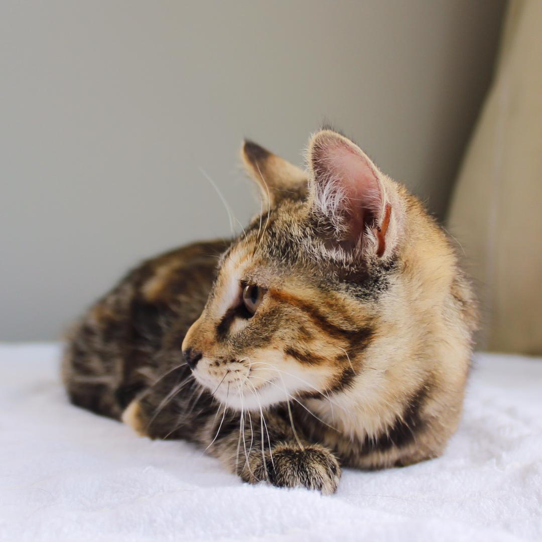 Enlarge Gertie, a Adoptable Tabby in Wayne, NJ image 2/4