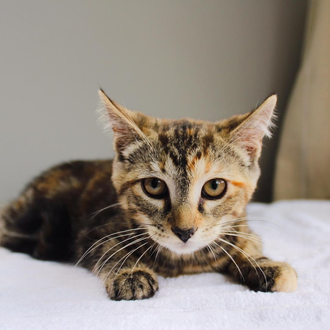 Gertie, Baby Female Tabby