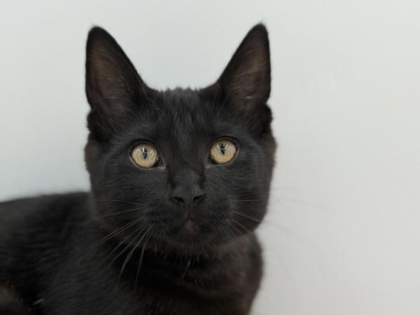 Albert, Adoptable, Kitten Male Domestic Short Hair.