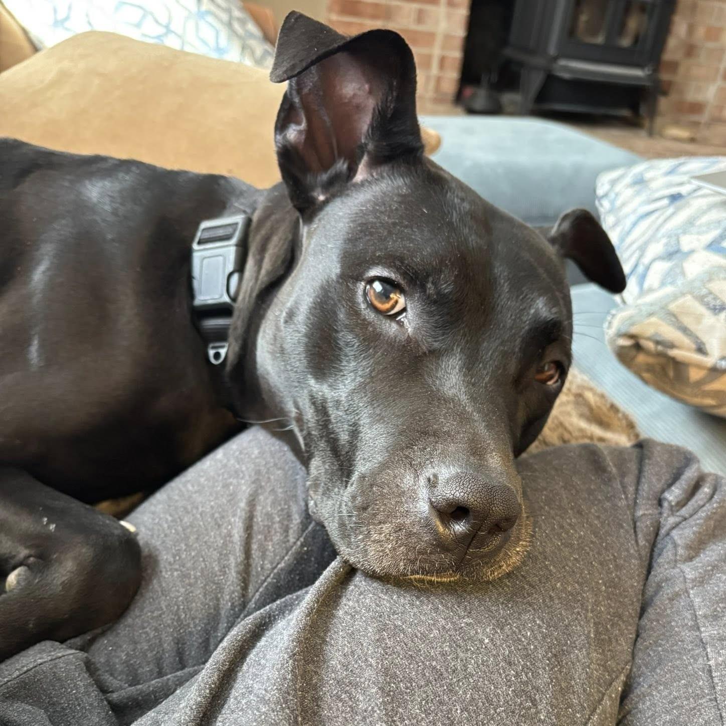Enlarge Willow, a ADOPTABLE mixed breed in Phoenixville, PA image 5/6