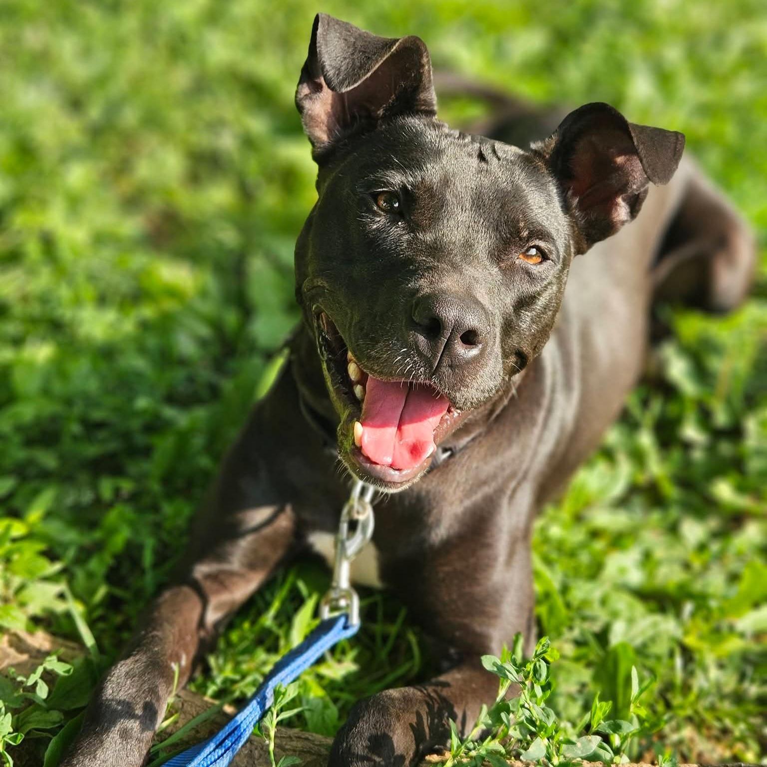 Willow, ADOPTABLE, Young Female Pit Bull Terrier.