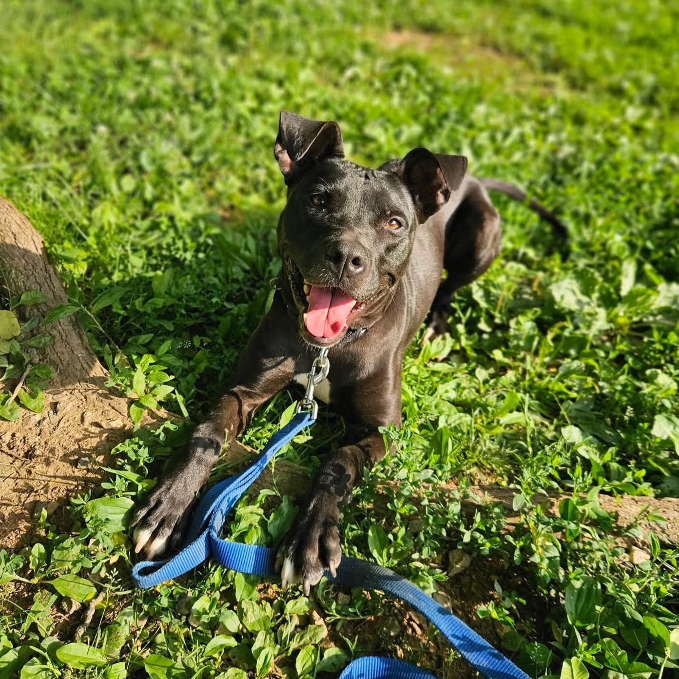 Enlarge Willow, a ADOPTABLE mixed breed in Phoenixville, PA image 3/6