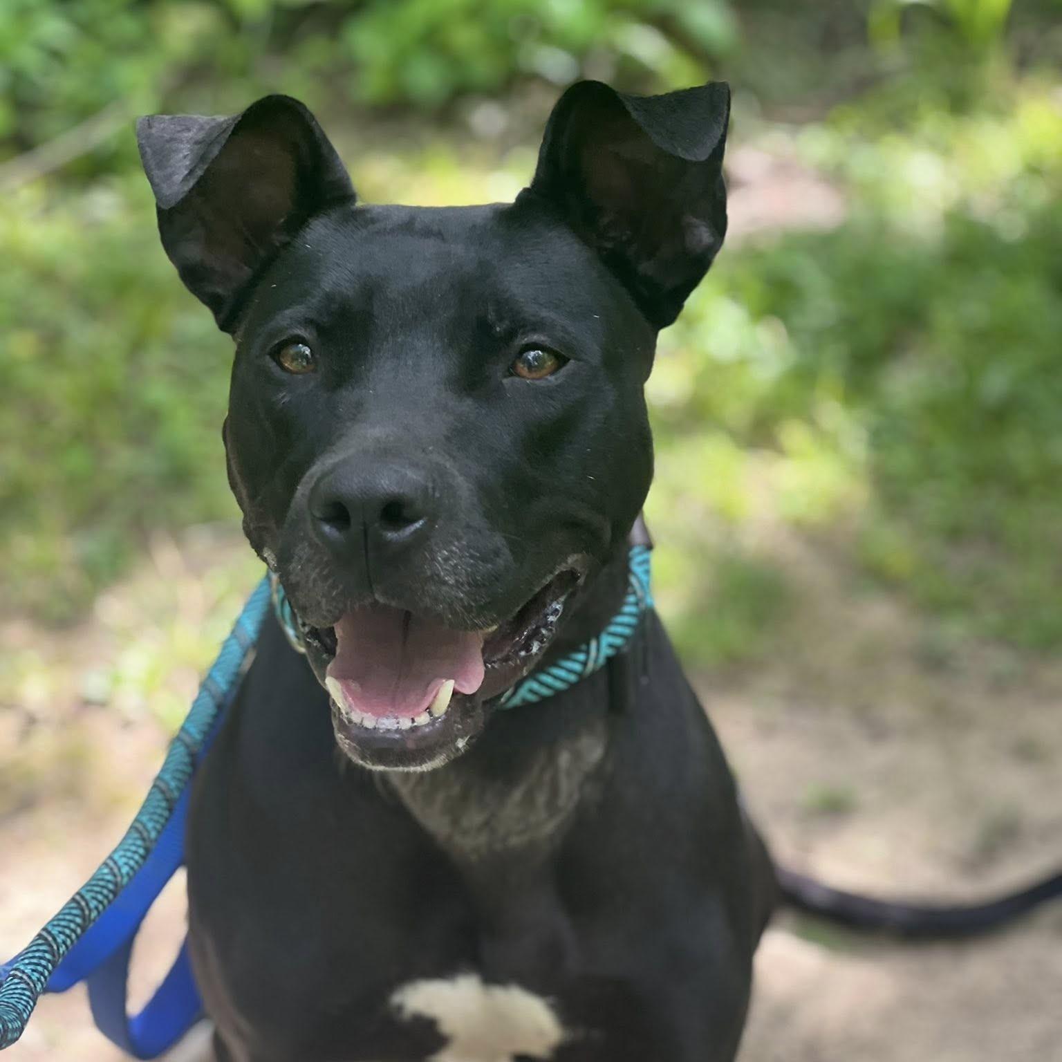 Enlarge Willow, a ADOPTABLE mixed breed in Phoenixville, PA image 2/6