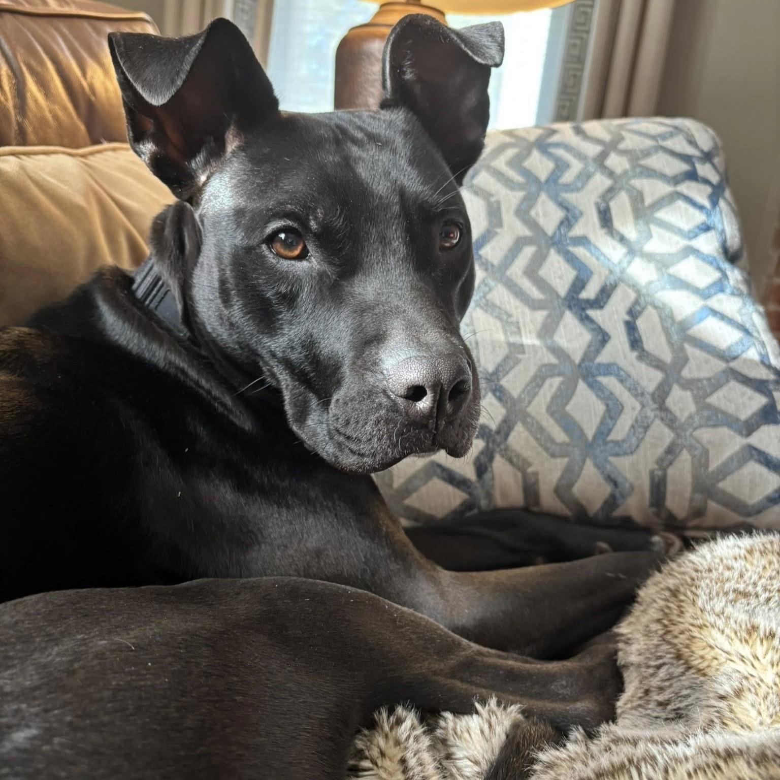 Enlarge Willow, a ADOPTABLE mixed breed in Phoenixville, PA image 6/6