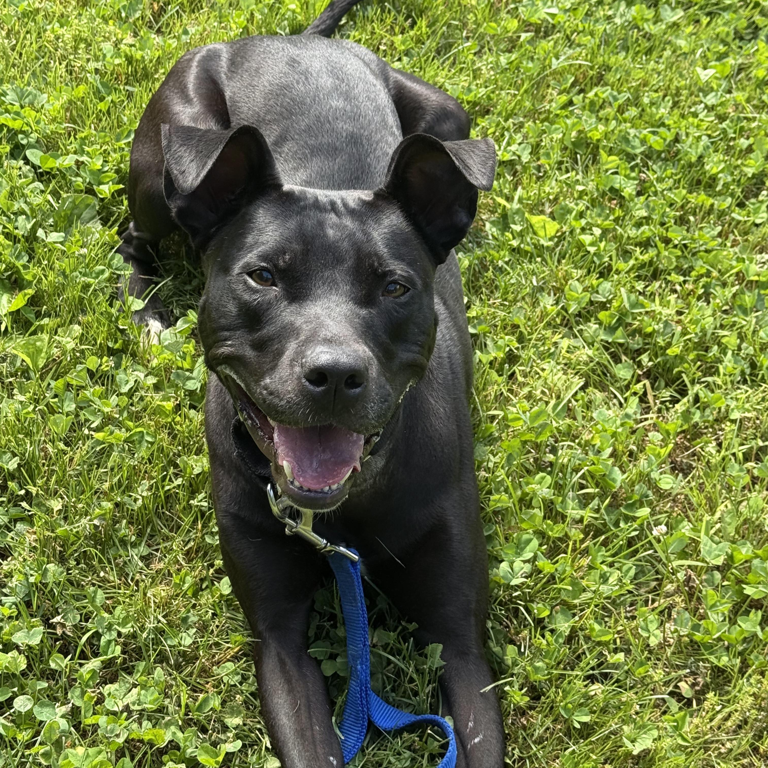 Enlarge Willow, a ADOPTABLE mixed breed in Phoenixville, PA image 4/6