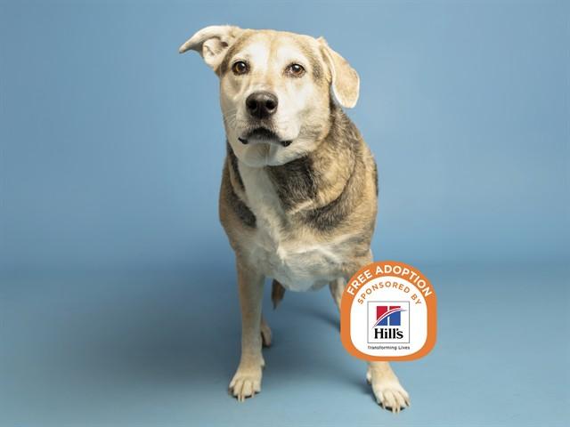 GRACE, Adoptable, Senior Female German Shepherd Dog.