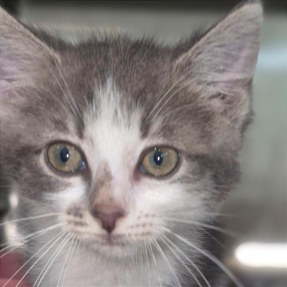 Isabella, Adoptable, Kitten Female Domestic Short Hair.